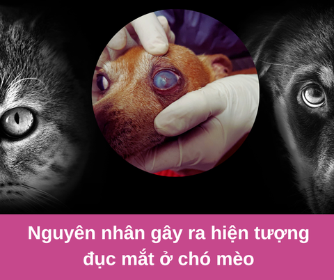 Nguyên nhân gây ra hiện tượng đục mắt ở chó mèo