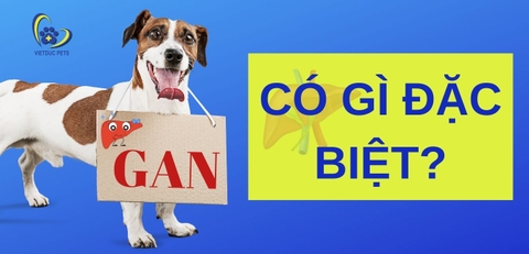 Gan của cún - những điều bạn cần biết