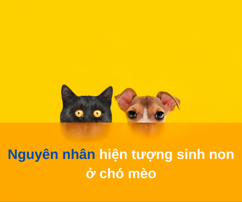 Nguyên nhân gây đẻ non ở chó mèo