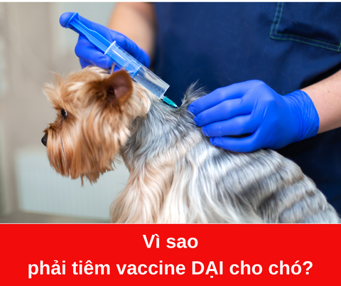 Vì sao phải tiêm phòng dại cho chó?