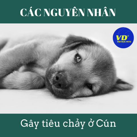 CÁC NGUYÊN NHÂN GÂY TIÊU CHẢY Ở CHÓ CON