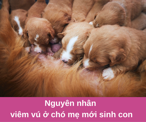 Nguyên nhân gây viêm vú ở chó mẹ