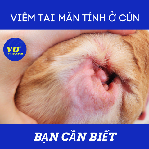 VIÊM TAI MÃN TÍNH Ở CÚN