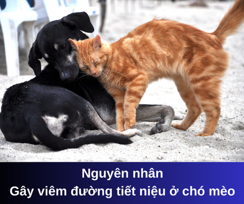 Nguyên nhân gây bệnh viêm đường tiết niệu ở chó mèo