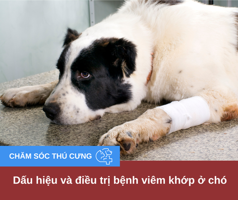 Dấu hiệu và điều trị bệnh viêm khớp ở chó