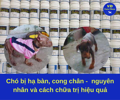 Chó bị hạ bàn - nguyên nhân và cách chữa trị hiệu quả