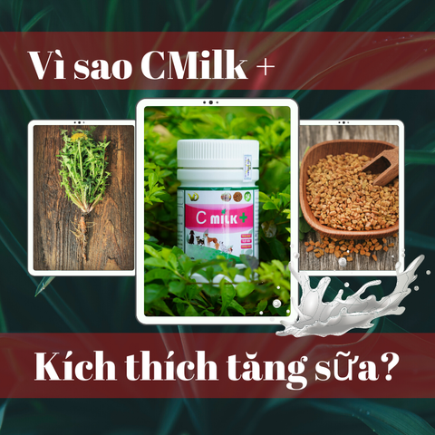 TẠI SAO CMILK + LẠI GIÚP TĂNG SỮA CÚN MẸ