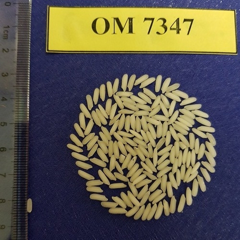 Hạt giống lúa: OM7347