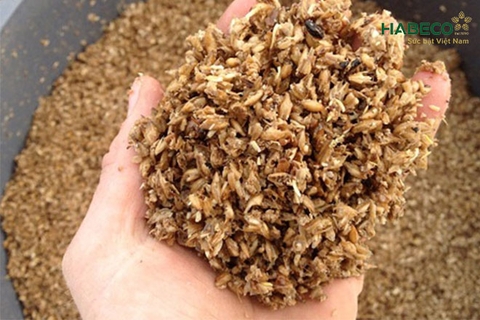 Tìm hiểu về giá bán bã bia tươi và những địa chỉ bán uy tín nhất