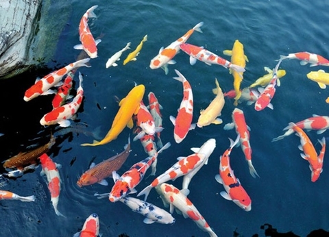 Cá Koi F1 chuẩn Nhật Bản và kinh nghiệm chọn mua cá để đảm bảo chất lượng