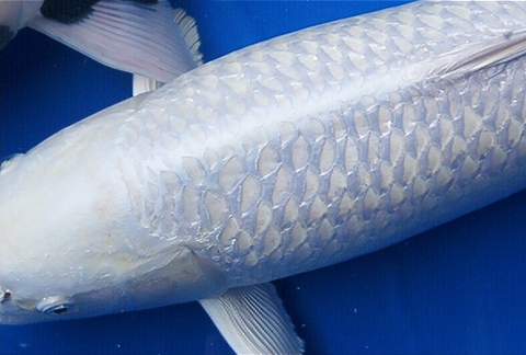 Giải mã bí ẩn về Fukurin của cá Koi Nhật Bản