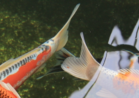 Tìm hiểu về vây đuôi của cá Koi Nhật Bản