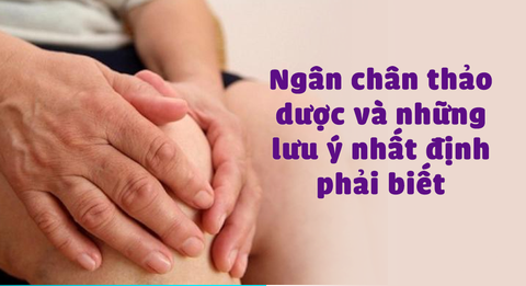 Ngân chân thảo dược và những lưu ý nhất định phải biết