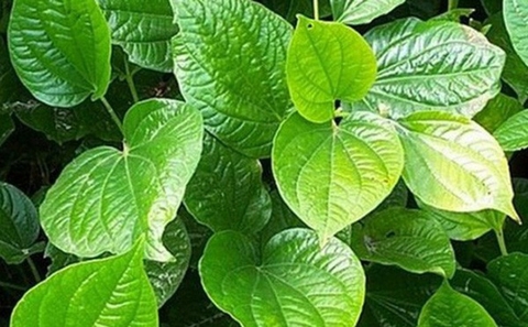 Cách chữa bệnh đổ mồ hôi chân tay bằng lá lốt cực hiệu quả