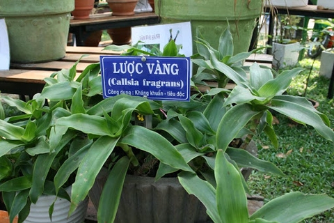 Cây lược vàng – công dụng và những bài thuốc dân gian