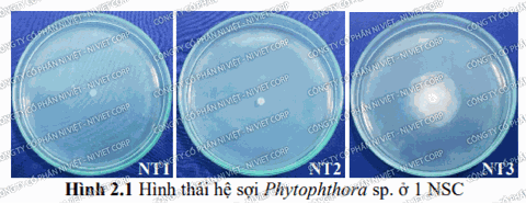 Báo cáo kết quả khảo sát hiệu lực của chế phẩm nano đồng (nano copper) FUGI NANO-Cu đối với nấm bệnh Phytophthora sp - Ngày 1