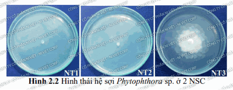 Báo cáo kết quả khảo sát hiệu lực của chế phẩm nano đồng (nano copper) FUGI NANO-Cu đối với nấm bệnh Phytophthora sp - Ngày 2