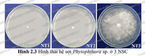 Báo cáo kết quả khảo sát hiệu lực của chế phẩm nano đồng (nano copper) FUGI NANO-Cu đối với nấm bệnh Phytophthora sp - Ngày 3