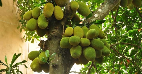 Các nhà khoa học Mỹ nói gì về quả mít Việt Nam