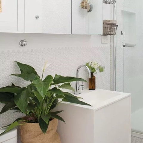 Các loại cây thanh lọc không khí trong phòng vệ sinh hiệu quả