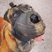 Nguyên nhân và cách chữa bệnh kí sinh trùng máu ở chó nghiệp vụ Becgie Bỉ (Malinois)