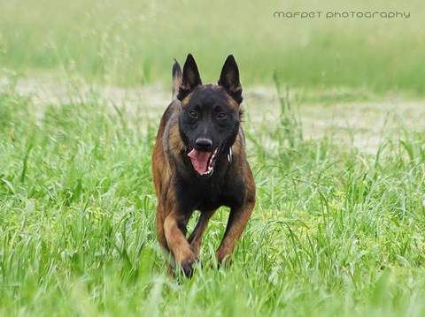 Cách chữa bệnh rỉ nhòe, đau mắt đỏ ở chó nghiệp vụ nghiệp vụ Becgie Bỉ (Malinois)