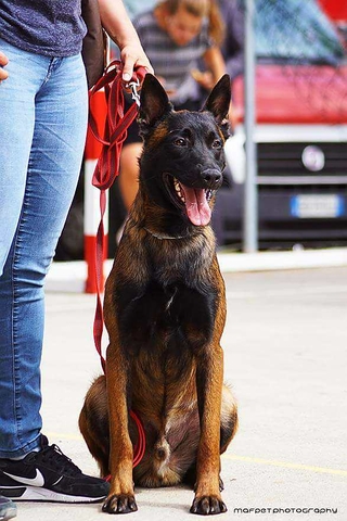 Giá mua chó nghiệp vụ becgie Bỉ ( Malinois ) trên thị trường hiện nay