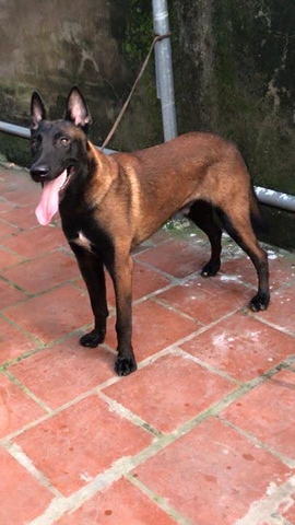 Cơ sở mua, bán chó nghiệp vụ becgie Bỉ ( Malinois ) uy tín nhất cả nước