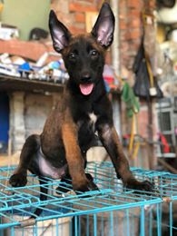 Cách nhận biết chó nghiệp vụ becgie Bỉ( Malinois ) “ Tàu “