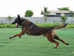 Cách làm giấy tờ VKA cho chó nghiệp vụ becgie Bỉ ( Malinois ) con