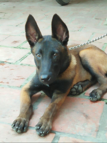 Cách chữa bệnh đường ruột cho chó nghiệp vụ Becgie Bỉ (Malinois)