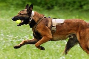 CHÓ BECGIE BỈ ( CHÓ MALINOIS) ĐƯỢC BAO NHIÊU THÁNG TUỔI THÌ CHO ĐI HỌC ?