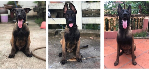 Cách trị ve, rận hiệu quả tại nhà cho chó nghiệp vụ Becgie Bỉ (Malinois)