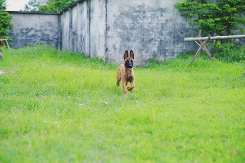 Cân nặng tiêu chuẩn của chó nghiệp vụ becgie Bỉ ( Malinois ) theo tháng tuổi