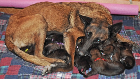 Chăm sóc chó Becgie Bỉ (Malinois) mang thai