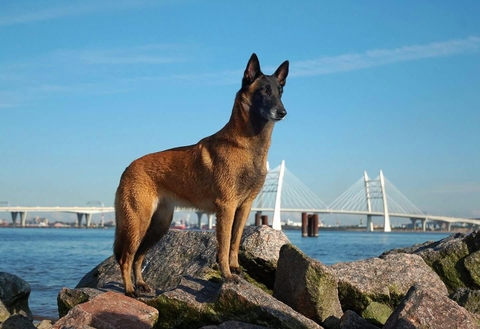 Chó Becgie Bỉ (Malinois) - Người vệ sĩ trung thành của gia đình bạn