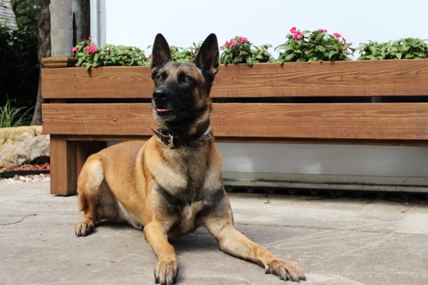 Chonghiepvumalinois.com- Trại chó Malinois (Becgie Bỉ) uy tín số 1 Việt Nam