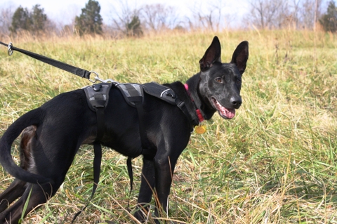 Địa chỉ mua chó Malinois tại Thanh Hóa uy tín, chất lượng