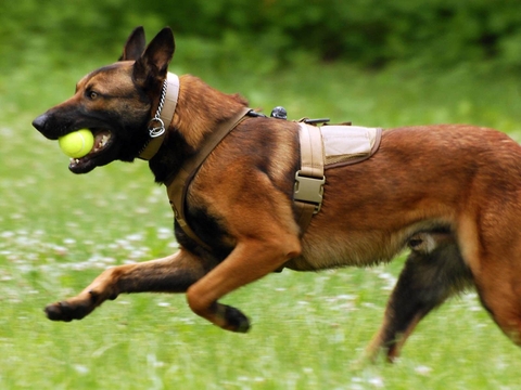 Địa chỉ mua chó Becgie Bỉ (chó Malinois) tại Quảng Ninh uy tín, giá tốt nhất