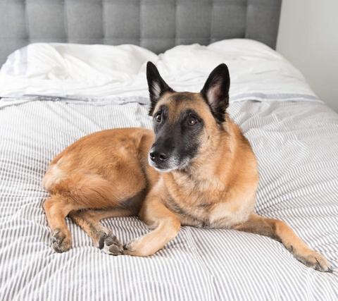 Nguyên nhân dẫn tới bệnh nấm ghẻ ở chó Becgie Bỉ (chó Malinois)