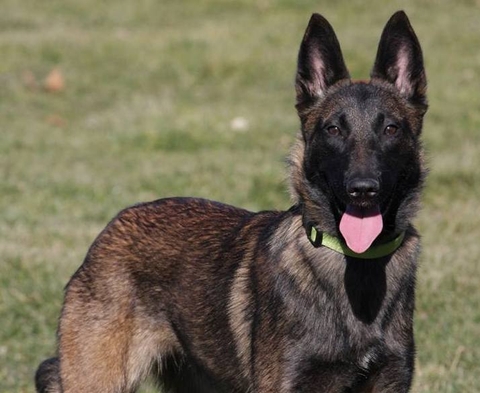 Cách chữa bệnh tụt canxi ở chó Becgie Bỉ đẻ (chó Malinois)