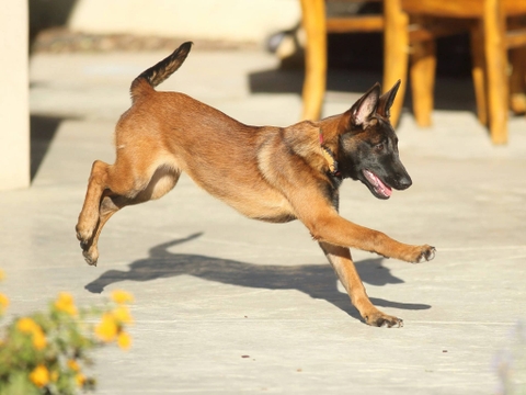 Doanh thu từ mô hình nuôi chó Malinois (Becgie Bỉ) của các trại chó