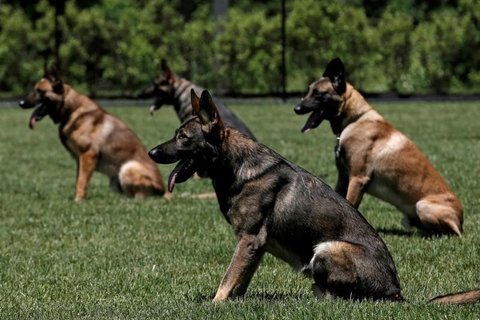 Chế độ ăn tiêu chuẩn của chó Becgie Bỉ (malinois) tại K9