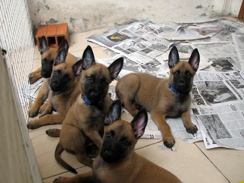 Tại sao chó nghiệp vụ Becgie Bỉ (malinois) phải phối giống 2 lần liên tiếp để có nhiều thai?