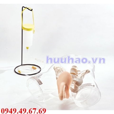 Mô hình thông tiểu nam trong suốt 1017241 hãng 3B scientific