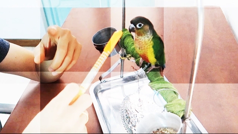 Vẹt Green Cheek là chim gì, ăn gì, giá bao nhiêu, mua ở đâu?