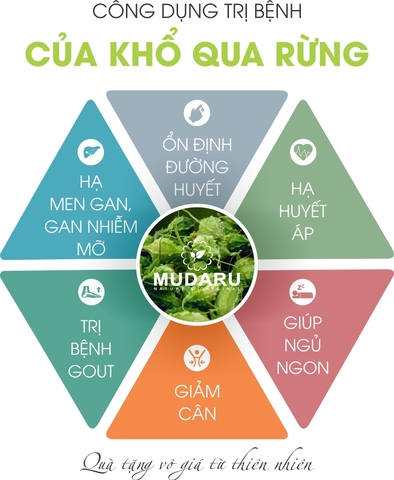 khổ qua rừng trị tiểu đường