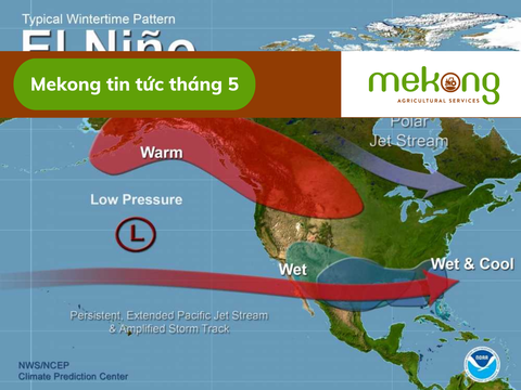 EL NINO 2023 VÀ TÁC ĐỘNG ĐẾN VIỆT NAM