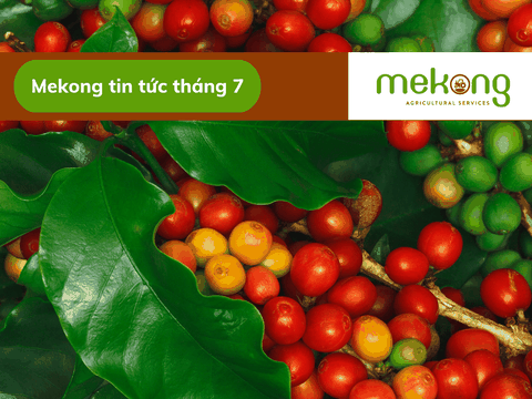 Tích xanh lá cây cho cà phê Việt vào EU