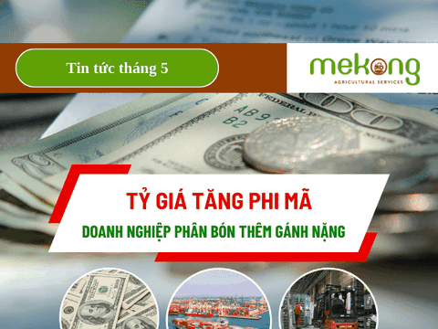 Tỷ giá tăng phi mã, doanh nghiệp phân bón thêm gánh nặng